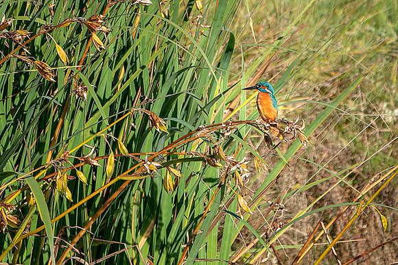 10 Male Kingfisher @ Bob Riach