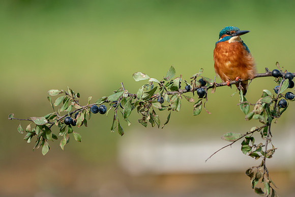 09 Male Kingfisher @ Bob Riach