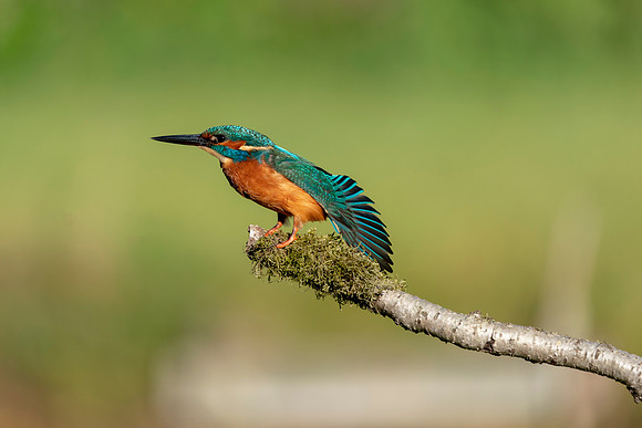 11 Male Kingfisher @ Bob Riach