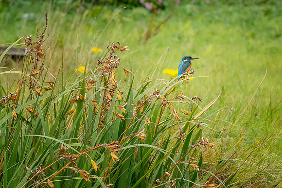 Kingfisher in a Field  @ Bob Riach