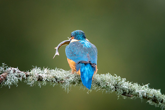 Kingfisher Its all Mine @ Bob Riach