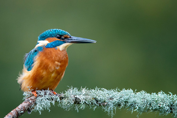 Kingfisher on a Branch @ Bob Riach