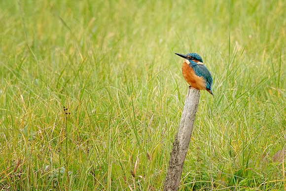 Kingfisher on a stick  @ Bob Riach
