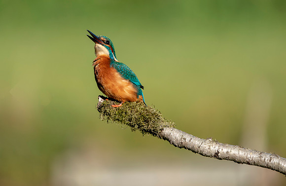 12 Male Kingfisher @ Bob Riach