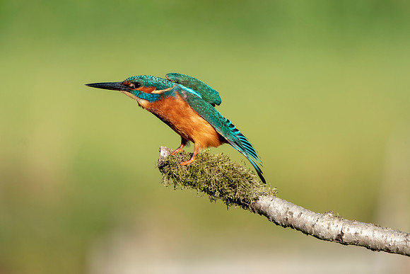 13 Male Kingfisher @ Bob Riach