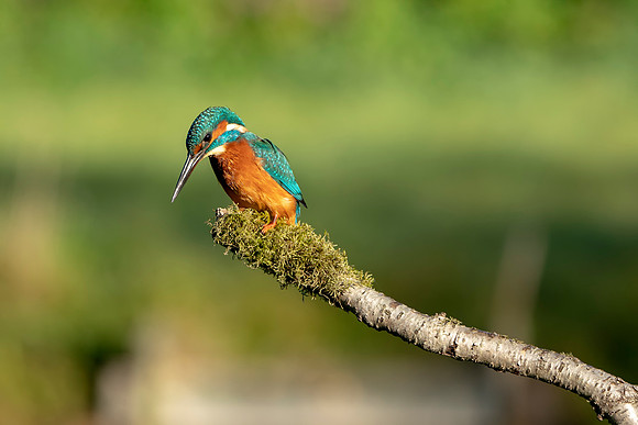 40 I can see a Fish  Male Kingfisher @ Bob Riach