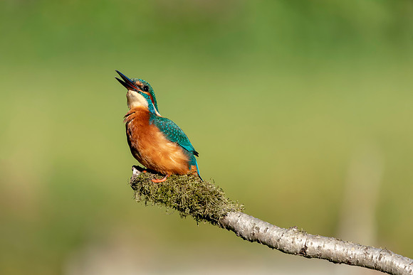 40 Male Kingfisher on a Branch @ Bob Riach
