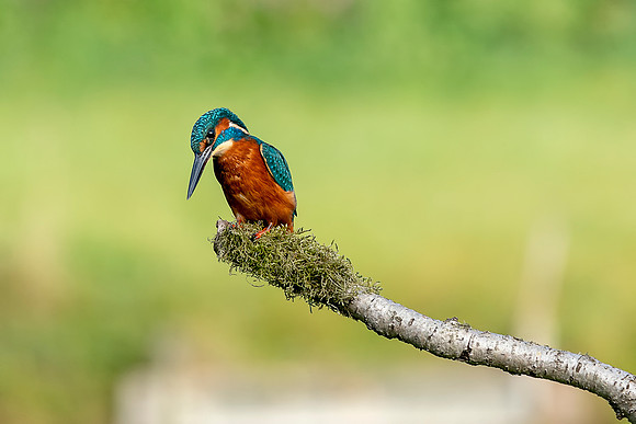 41 Male Kingfisher on a Branch @ Bob Riach