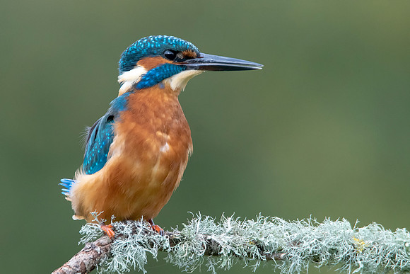 51 Kingfisher on a Branch @ Bob Riach