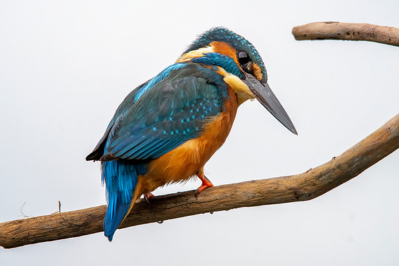 52 Kingfisher on a Branch @ Bob Riach
