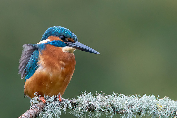 50 Kingfisher on a Branch @ Bob Riach