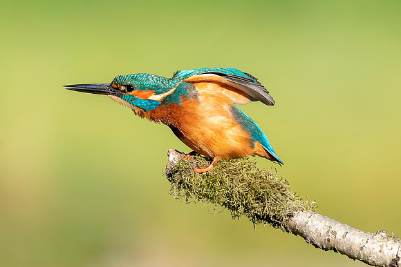 42 Male Kingfisher on a Branch @ Bob Riach