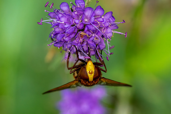 _DSC2381 Hoverfly Sony A1 Sony FE 2.8 90 Macro G © Bob Riach