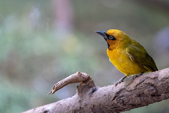 133 Weaver in The Gambia © Bob Riach