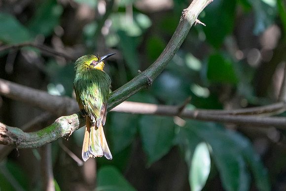 22 Little Bee Eater in The Gambia © Bob Riach