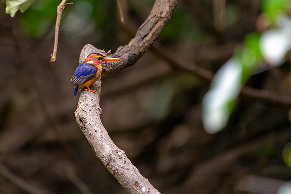 20 African Pygmy Kingfisher in The Gambia © Bob Riach