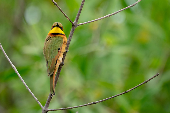 30 Little Bee Eater in The Gambia © Bob Riach