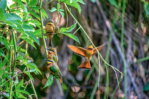 23 Little Bee Eaters in The Gambia © Bob Riach