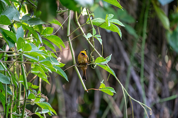 24 Little Bee Eater in The Gambia © Bob Riach