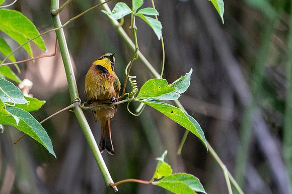 25 Little Bee Eater in The Gambia © Bob Riach