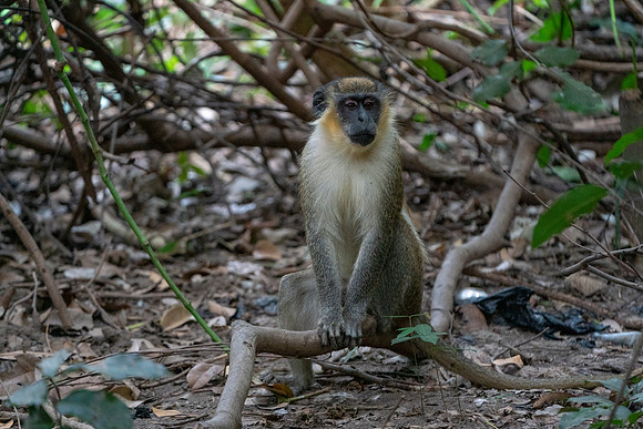 19 African Green Velvet Monkey in The Gambia © Bob Riach