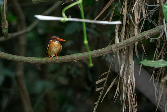18 African Pygmy Kingfisher in The Gambia © Bob Riach