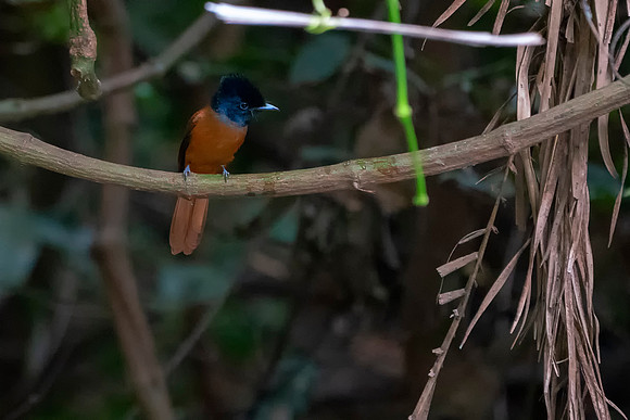 17 African Paradise Bee Eater in The Gambia © Bob Riach
