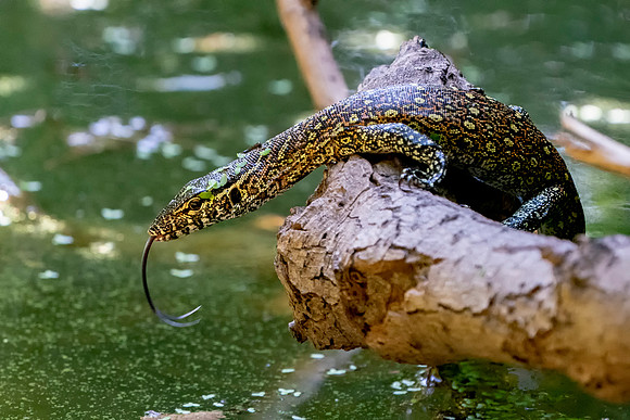 05 Lizzard in The Gambia © Bob Riach