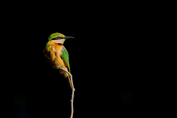 10 Little Bee Eater in The Gambia © Bob Riach