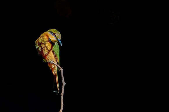 11 Little Bee Eater in The Gambia © Bob Riach