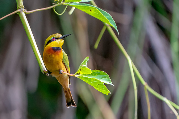 06 Little Bee Eater in The Gambia © Bob Riach