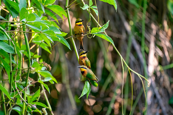 07 3 Little Bee Eaters in The Gambia © Bob Riach