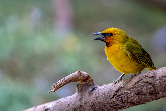 13 Weaver in The Gambia © Bob Riach