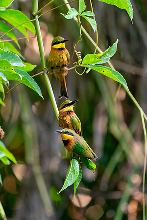08 3 Little Bee Eaters in The Gambia © Bob Riach
