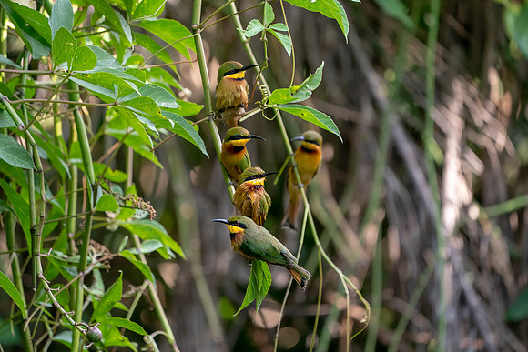 09 Little Bee Eaters in The Gambia © Bob Riach