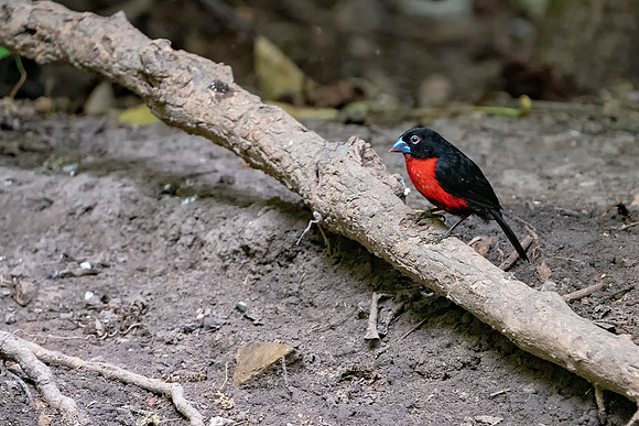 14 Western Blue Bill in The Gambia © Bob Riach