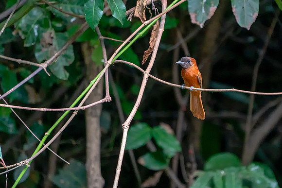 03 African Paradise Bee Eater in The Gambia © Bob Riach