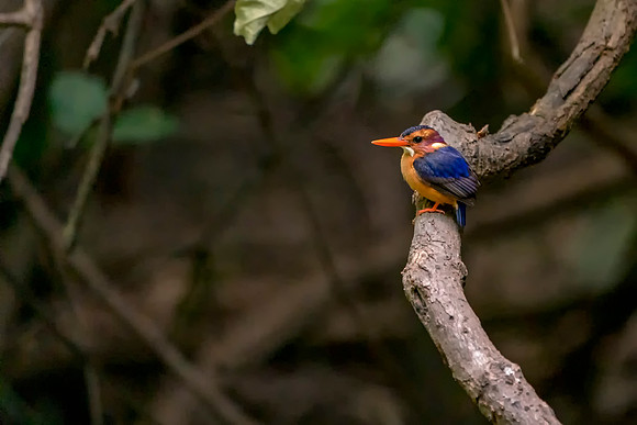 03 African Pygmy Kingfisher in The Gambia © Bob Riach