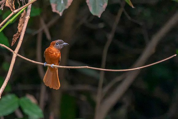 04 African Pygmy Kingfisher in The Gambia © Bob Riach