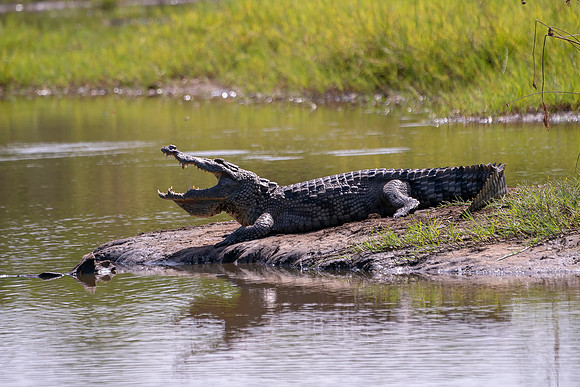 Crocodile in The Gambia © Bob Riach