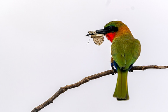 Red Throated Bee-eater with a Butterfly in The Gambia © Bob Riach