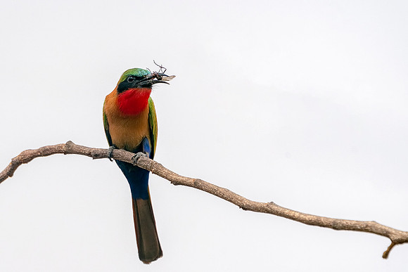 2 Red Throated Bee-eater with a Bug  in The Gambia © Bob Riach