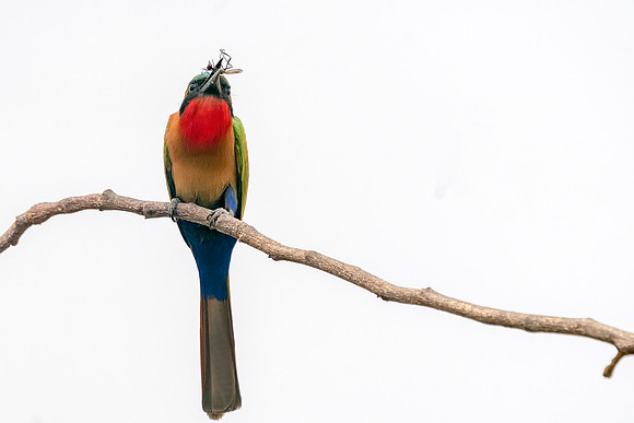 Red Throated Bee-eater with a Bug in The Gambia © Bob Riach