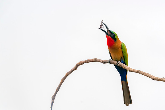 02 Red Throated Bee-eater with a Bug in The Gambia © Bob Riach