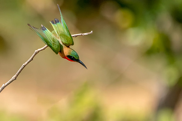 02 Flying Red Throated Bee-eater in The Gambia © Bob Riach