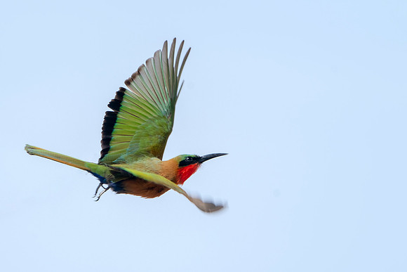 Flying Red Throated Bee-eater in The Gambia © Bob Riach