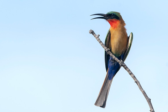 Red Throated Bee-eater in The Gambia © Bob Riach