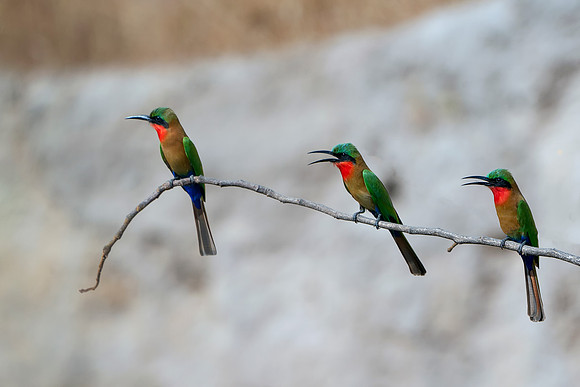 Three Red Throated Bee-eater in The Gambia © Bob Riach