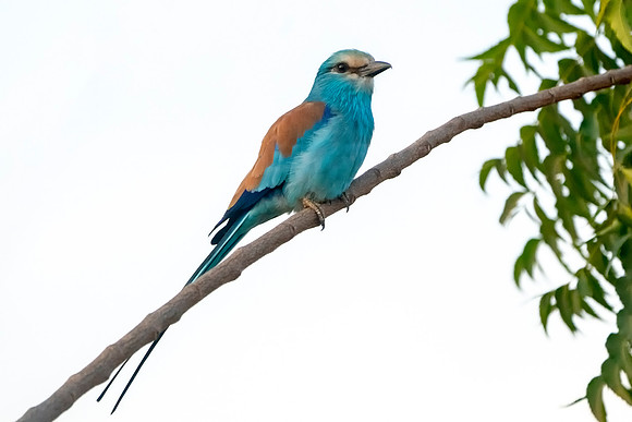Abyssinian Roller in The Gambia  © Bob Riach