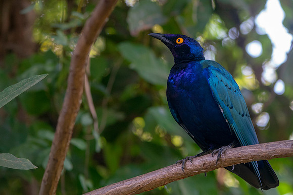 Glossy Starling in The Gambia  © Bob Riach
